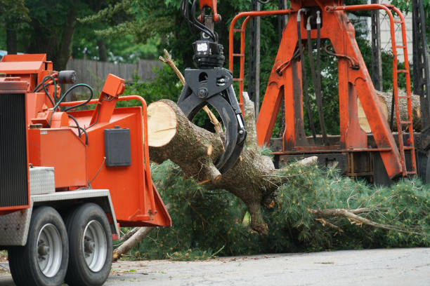 How Our Tree Care Process Works  in  Mammoth Spring, AR